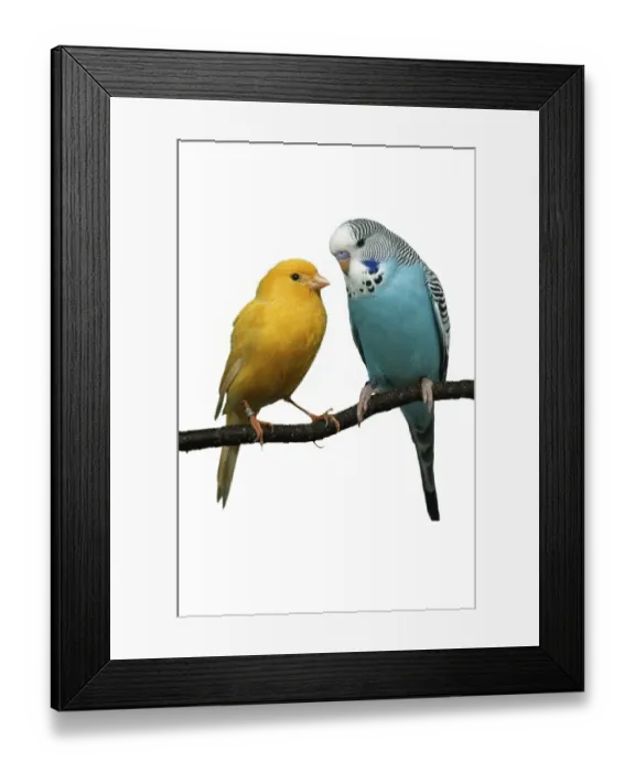 Framed Print : Budgerigar and Canary (Melospittacus undulatus) Wellensittich und Kanarienvogel Tiere Framed Print : Budgerigar and Canary (Melospittacus undulatus) Wellensittich und Kanarienvogel Tiere