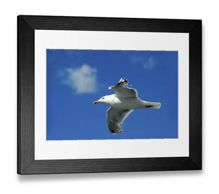 Framed Print : Flying seagull Lofoten Norway