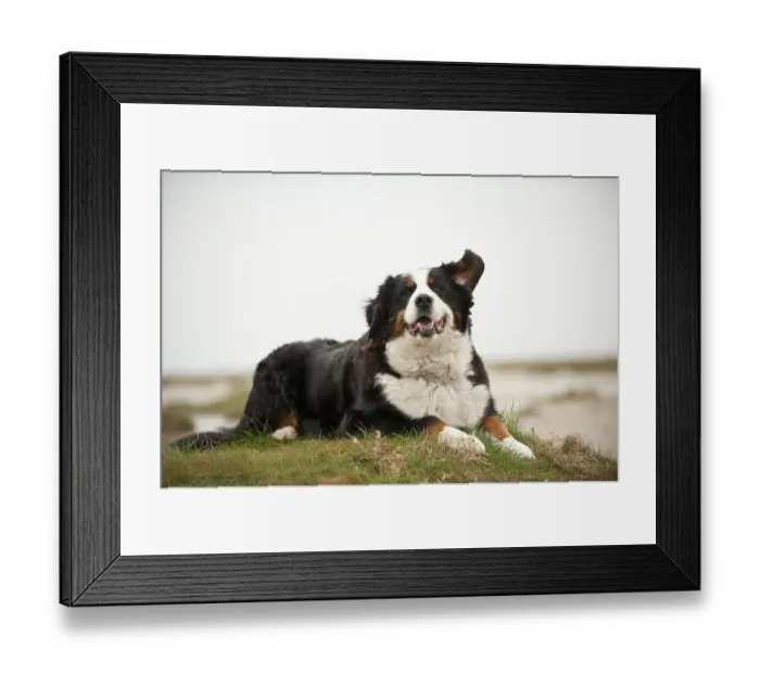 Framed Print : Bernese Mountain Dog, lying