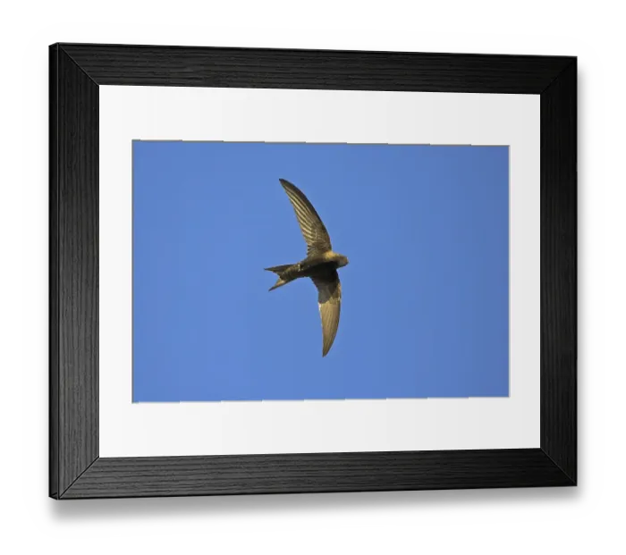 Framed Print : Common swift (Apus apus), family of swallows Framed Print : Common swift (Apus apus), family of swallows