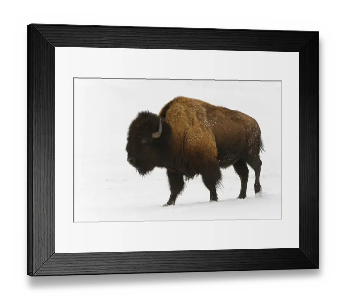 Framed Print : American bison (Bison bison) in winter