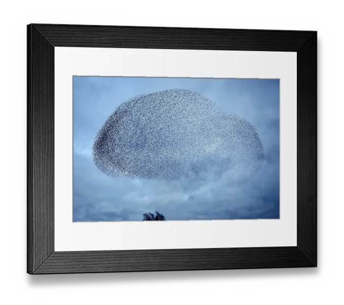 Framed Print : Starlings (Sturnus vulgaris), a murmuration