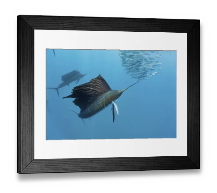 Framed Print : Atlantic Sailfish hunting Sardines
