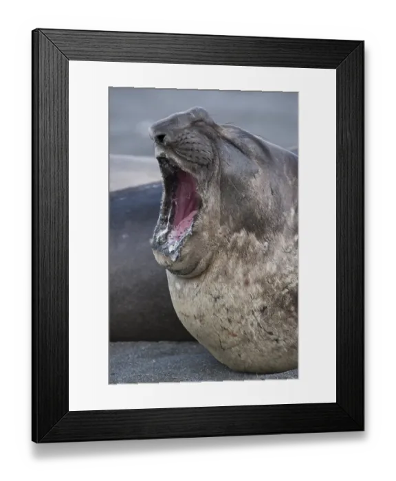 Framed Print : Southern Elephant Seal (Mirounga leonina) Framed Print : Southern Elephant Seal (Mirounga leonina)