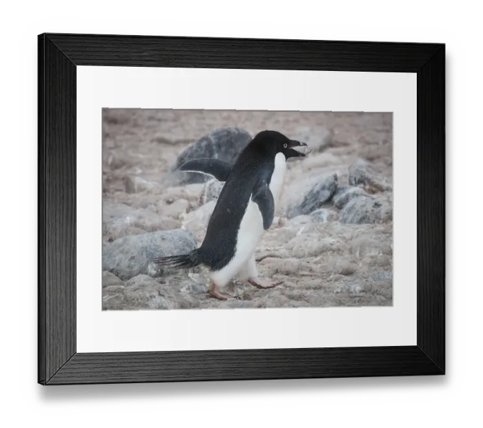 Framed Print : Adelie Penguin (Pygoscelis adeliae)
