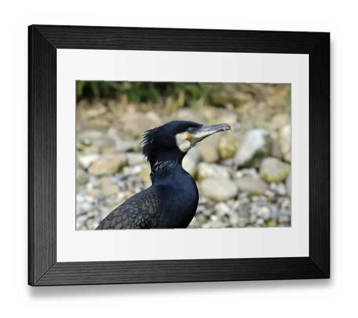 Framed Print : Great Cormorant or Black Shag (Phalacrocorax carbo) Framed Print : Great Cormorant or Black Shag (Phalacrocorax carbo)