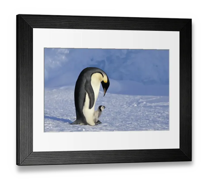 Framed Print : Emperor Penguin looking after chick (Aptenodytes forsteri)