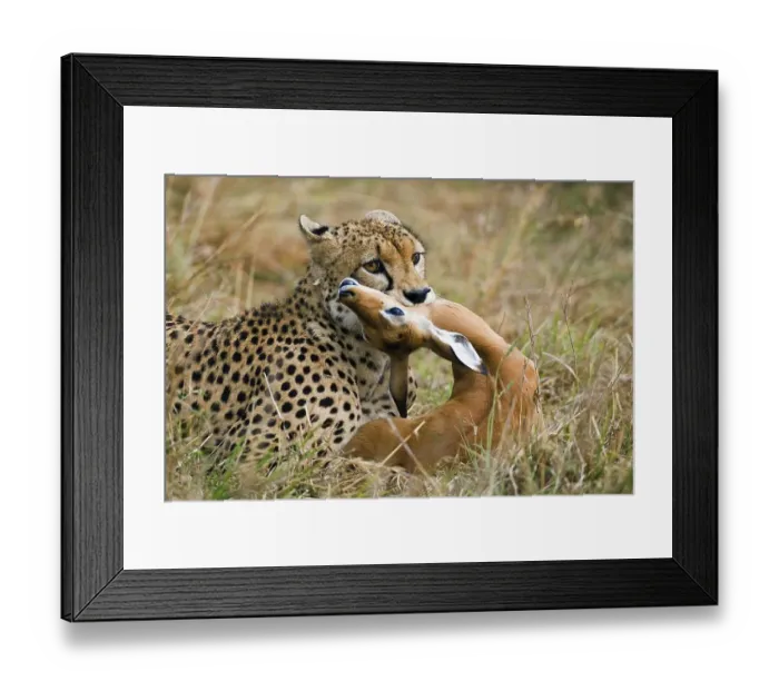 Framed Print : Cheetah (Acinonyx jubatus), male Framed Print : Cheetah (Acinonyx jubatus), male