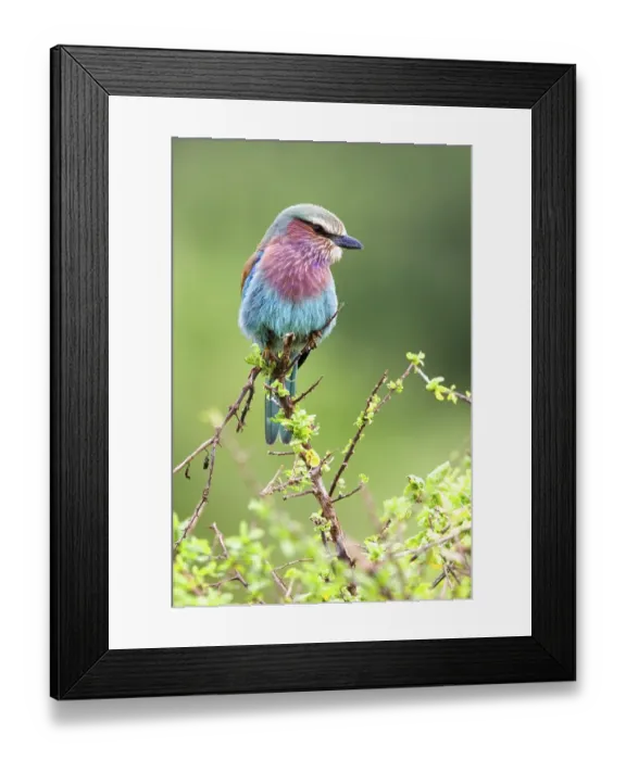 Framed Print : Lilac-breasted roller (Coracias caudata)