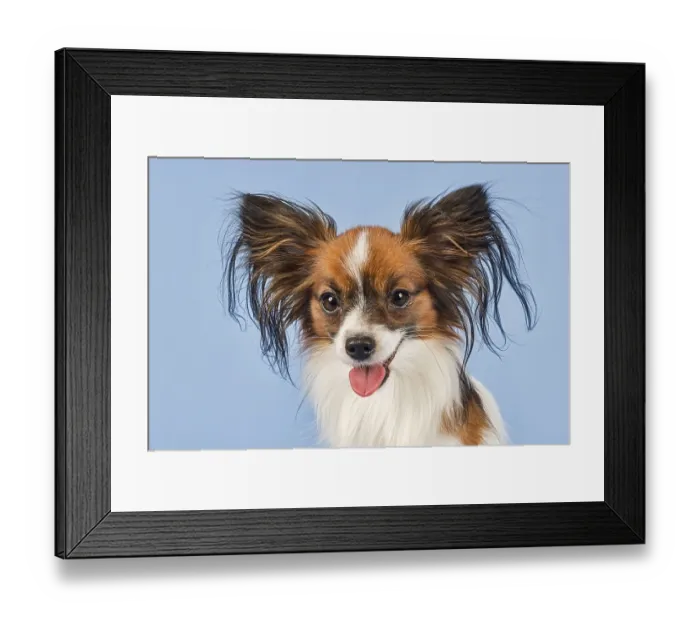 Framed Print : Papillon, male, 18 months, colour white sable