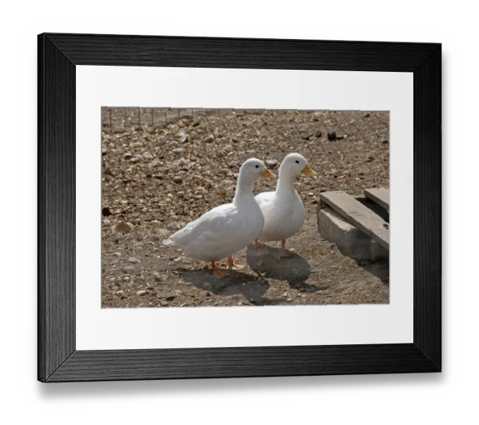 Framed Print : Domestic Duck, Call Duck, adult pair Framed Print : Domestic Duck, Call Duck, adult pair