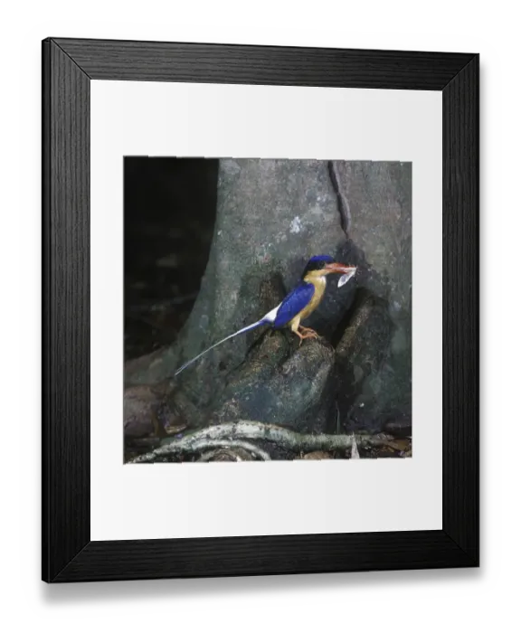 Framed Print : White-tailed Kingfisher (Tanysiptera sylvia) Framed Print : White-tailed Kingfisher (Tanysiptera sylvia)