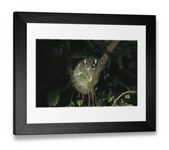 Framed Print : Green Ringtail Possum (Pseudocheirus archeri) sitting on branch