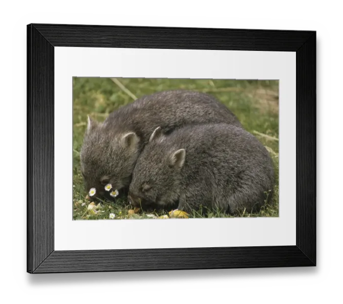 Framed Print : Common Wombat (Vombatus ursinus)
