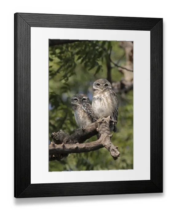 Framed Print : Spotted Owlet (Athene brama) adult pair