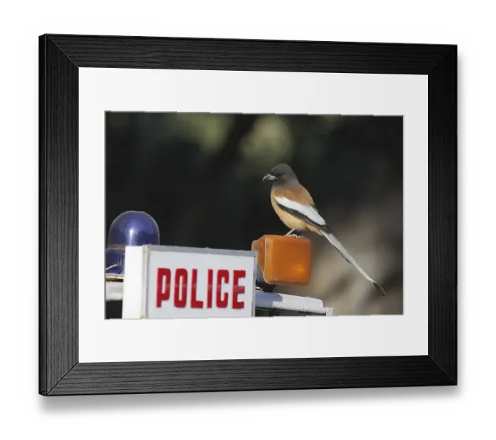 Framed Print : Rufous Treepie (Dendrocitta vagabunda) Framed Print : Rufous Treepie (Dendrocitta vagabunda)