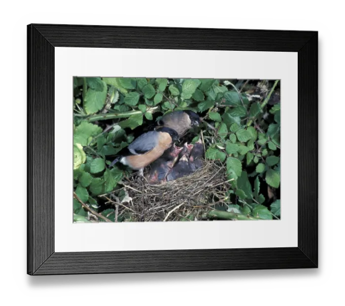 Framed Print : Bullfinch (Pyrrhula pyrrhula) pair at nest