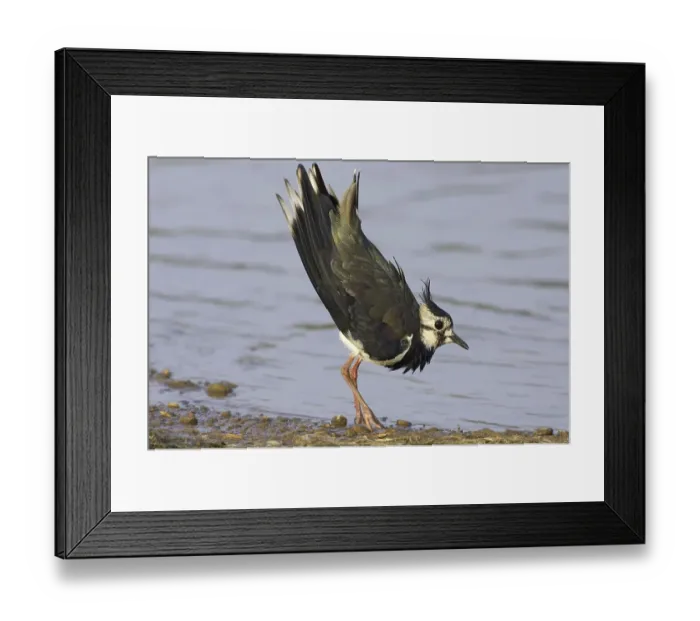 Framed Print : Northern Lapwing (Vanellus vanellus) Framed Print : Northern Lapwing (Vanellus vanellus)