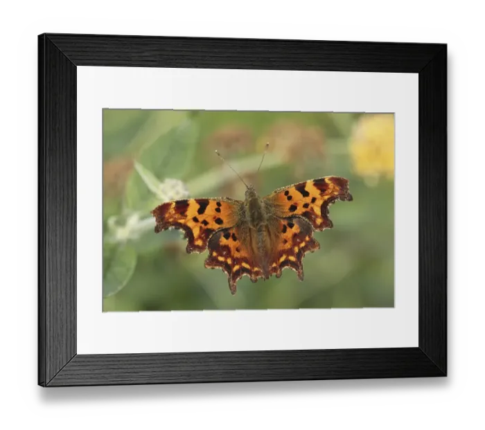 Framed Print : Comma (Polygonia c-album), adult