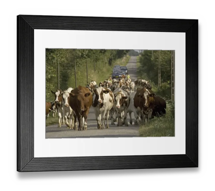 Framed Print : Domestic cattle, dairy herd being driven along rural road Framed Print : Domestic cattle, dairy herd being driven along rural road