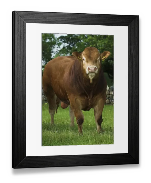 Framed Print : Domestic cattle, Limousin young pedigree bull Framed Print : Domestic cattle, Limousin young pedigree bull