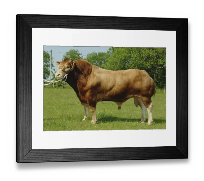 Framed Print : Domestic cattle, Limousin bull