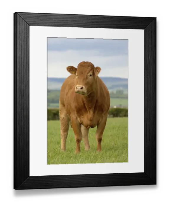 Framed Print : Domestic cattle, Limousin heifer Framed Print : Domestic cattle, Limousin heifer