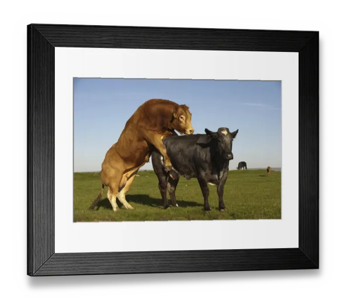 Framed Print : Domestic cattle, Limousin, bull