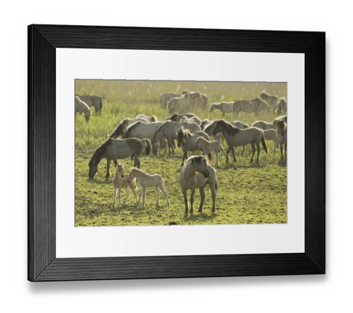 Framed Print : Konik or Polish primitive horse (Equus ferus caballus) Framed Print : Konik or Polish primitive horse (Equus ferus caballus)