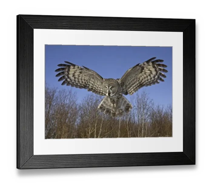 Framed Print : Great Grey Owl (Strix nebulosa)