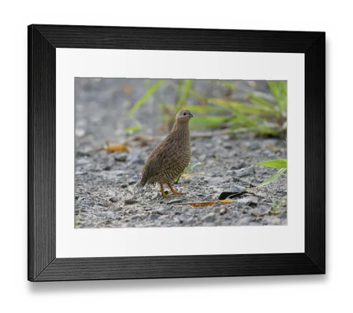 Framed Print : Brown Quail (Coturnix ypsilophora) Framed Print : Brown Quail (Coturnix ypsilophora)