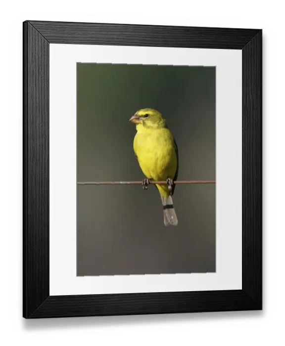 Framed Print : Brimstone Canary (Serinus sulphuratus sharpii)