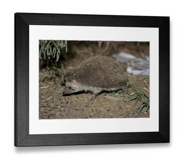 Framed Print : Pale Hedgehog (Paraechinus micropus)