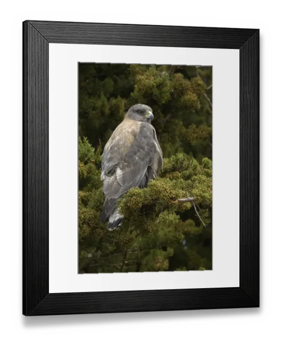 Framed Print : Red-backed Hawk (Buteo polyosoma) Framed Print : Red-backed Hawk (Buteo polyosoma)