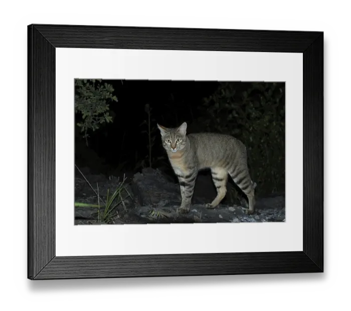 Framed Print : African Wild Cat (Felis silvestris lybica)