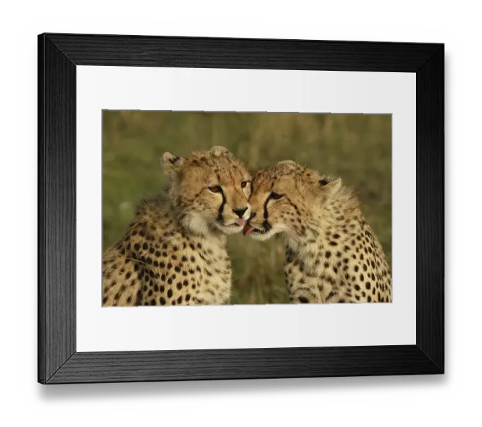 Framed Print : Cheetah (Acinonyx jubatus), cubs licking each other