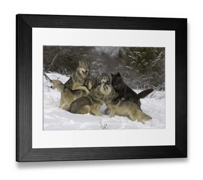 Framed Print : Timber Wolf (Canis lupus lycaon)
