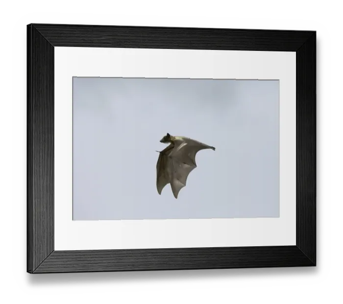 Framed Print : Straw-coloured Fruit Bat (Eidolon helvum)
