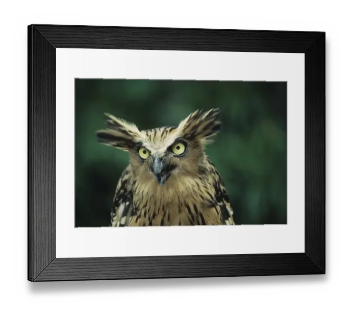 Framed Print : Malaysian Fish Owl (Ketupa ketupa), portrait Framed Print : Malaysian Fish Owl (Ketupa ketupa), portrait
