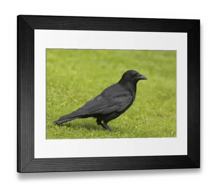 Framed Print : Carrion Crow (Corvus corone), adult