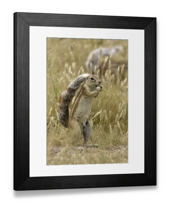 Framed Print : Cape Ground Squirrel (Xerus inauris) feeding on grass Framed Print : Cape Ground Squirrel (Xerus inauris) feeding on grass