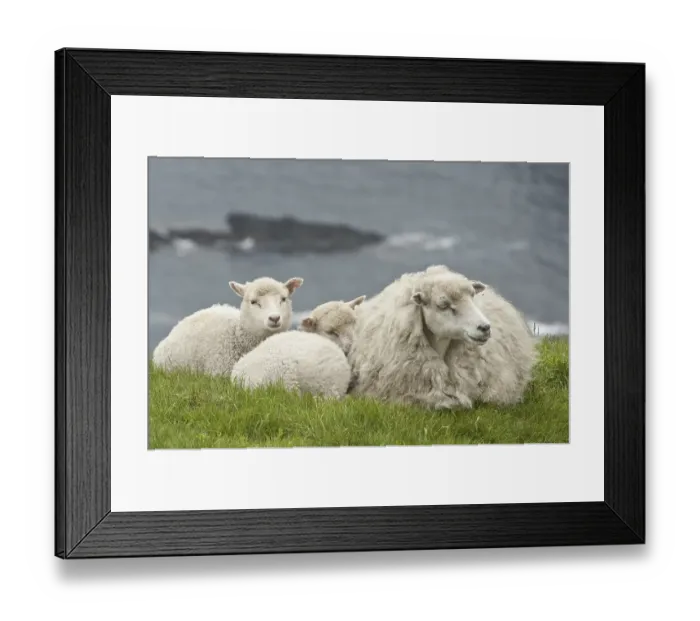 Framed Print : Domestic sheep, Shetland ewe with lambs
