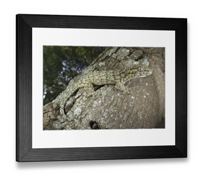Framed Print : Wahlberg's Velvet Gecko (Homopholis wahlbergii)