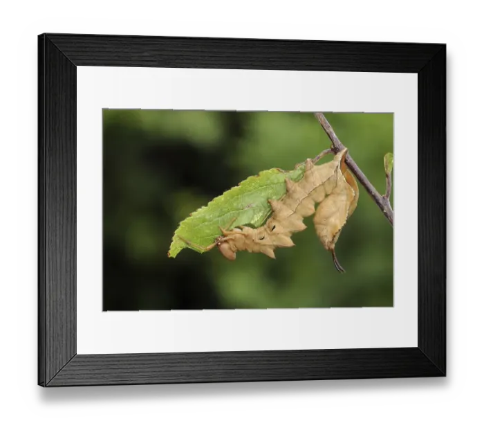 Framed Print : Lobster Moth (Stauropus fagi), fully grown larva Framed Print : Lobster Moth (Stauropus fagi), fully grown larva