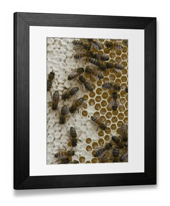 Framed Print : Worker bees on honey and nectar cells