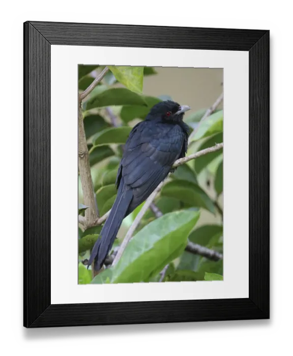 Framed Print : Asian Koel (Eudynamis scolopacea) Framed Print : Asian Koel (Eudynamis scolopacea)