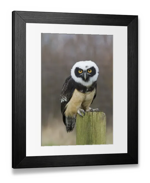 Framed Print : Spectacled Owl (Pulsatrix perspicillata) Framed Print : Spectacled Owl (Pulsatrix perspicillata)