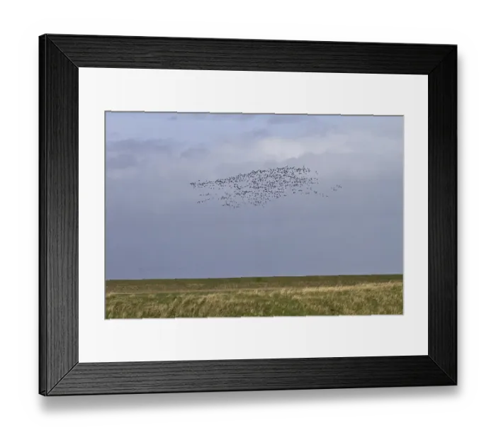 Framed Print : Brent Geese (Branta bernicla) flying along the sea wall Terrington Marsh Framed Print : Brent Geese (Branta bernicla) flying along the sea wall Terrington Marsh