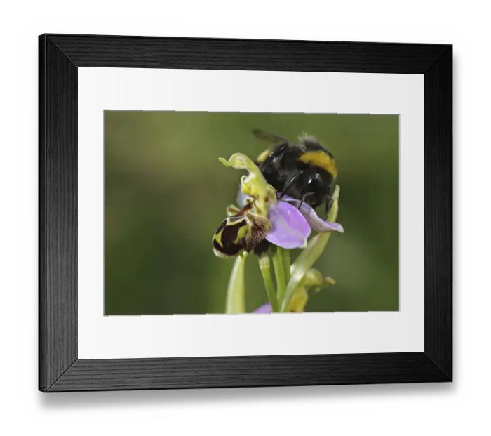Framed Print : Bumblebee (Bombus sp.), adult male