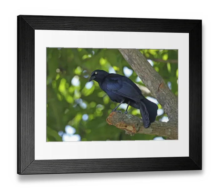 Framed Print : Greater Antillean Grackle (Quiscalus niger crassirostris) Framed Print : Greater Antillean Grackle (Quiscalus niger crassirostris)